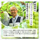 長野市産シャインマスカット【特秀】2房【2026年9月中旬以降出荷分】（タマファーム）