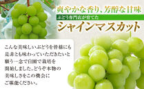 タマファーム　長野市産シャインマスカット【特秀】2房【2026年9月中旬以降出荷分】（タマファーム）&nbsp;|&nbsp;&nbsp;シャインマスカット&nbsp;ぶどう&nbsp;葡萄&nbsp;フルーツ&nbsp;果物&nbsp;家庭用&nbsp;人気&nbsp;おすすめ&nbsp;&nbsp;送料無料&nbsp;&nbsp;長野県&nbsp;長野市&nbsp;信州&nbsp;信濃&nbsp;ふるさと納税