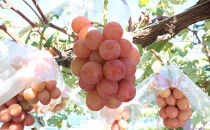 シャインマスカット・クイーンニーナ詰合せ1kg【2026年9月下旬以降の出荷分】（本気農場いけだ）