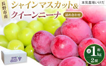 本気農場いけだ　シャインマスカット・クイーンニーナ詰合せ1kg【2026年9月下旬以降の出荷分】&nbsp;|&nbsp;&nbsp;シャインマスカット&nbsp;ぶどう&nbsp;フルーツ&nbsp;果物&nbsp;人気&nbsp;おすすめ&nbsp;ギフト&nbsp;プレゼント&nbsp;送料無料&nbsp;長野県&nbsp;長野市&nbsp;信州&nbsp;信濃&nbsp;ふるさと納税