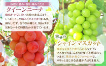 本気農場いけだ　シャインマスカット・クイーンニーナ詰合せ1kg【2026年9月下旬以降の出荷分】&nbsp;|&nbsp;&nbsp;シャインマスカット&nbsp;ぶどう&nbsp;フルーツ&nbsp;果物&nbsp;人気&nbsp;おすすめ&nbsp;ギフト&nbsp;プレゼント&nbsp;送料無料&nbsp;長野県&nbsp;長野市&nbsp;信州&nbsp;信濃&nbsp;ふるさと納税