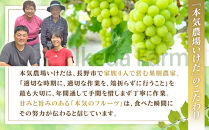 本気農場いけだ　シャインマスカット・クイーンニーナ詰合せ1kg【2026年9月下旬以降の出荷分】&nbsp;|&nbsp;&nbsp;シャインマスカット&nbsp;ぶどう&nbsp;フルーツ&nbsp;果物&nbsp;人気&nbsp;おすすめ&nbsp;ギフト&nbsp;プレゼント&nbsp;送料無料&nbsp;長野県&nbsp;長野市&nbsp;信州&nbsp;信濃&nbsp;ふるさと納税