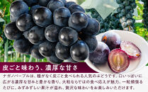 ナガノパープル約1kg&nbsp;以上【2026年9月以降発送予定】(さらしな青果)&nbsp;|&nbsp;&nbsp;ぶどう&nbsp;ナガノパープル&nbsp;&nbsp;オリジナル&nbsp;人気&nbsp;おすすめ&nbsp;葡萄&nbsp;ブドウ&nbsp;フルーツ&nbsp;果物&nbsp;種なし&nbsp;皮ごと&nbsp;大粒&nbsp;旬&nbsp;ギフト&nbsp;プレゼント&nbsp;長野県&nbsp;長野市&nbsp;信州&nbsp;信濃&nbsp;ふるさと納税