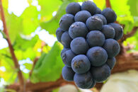 長野市産&nbsp;ナガノパープル&nbsp;特秀&nbsp;2房【2026年9月以降出荷分】（タマファーム）