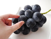 長野市産&nbsp;ナガノパープル&nbsp;特秀&nbsp;2房【2026年9月以降出荷分】（タマファーム）