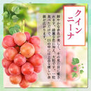 長野市産&nbsp;ぶどう3種類の詰合せ(ナガノパープル・シャインマスカット・クイーンニーナ)&nbsp;贈答用【2026年9月下旬頃発送予定】