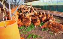 おぶせのたまご&nbsp;20個