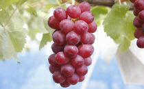 シャインマスカット・クイーンルージュ詰合せ1kg【2026年9月下旬以降の出荷分】（本気農場いけだ）