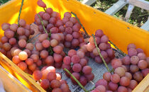 シャインマスカット・クイーンルージュ詰合せ1kg【2026年9月下旬以降の出荷分】（本気農場いけだ）