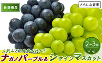 食べ比べ「ナガノパープル&シャインマスカット」約1kg&nbsp;（2～３房）入【2026年9月以降発送予定】(さらしな青果)&nbsp;|&nbsp;&nbsp;ぶどう&nbsp;食べ比べ&nbsp;ナガノパープル&nbsp;シャインマスカット&nbsp;人気&nbsp;おすすめ&nbsp;葡萄&nbsp;ブドウ&nbsp;フルーツ&nbsp;果物&nbsp;セット&nbsp;詰合せ&nbsp;旬&nbsp;産地直送&nbsp;ギフト&nbsp;プレゼント&nbsp;長野県&nbsp;長野市&nbsp;信州&nbsp;信濃&nbsp;ふるさと納税