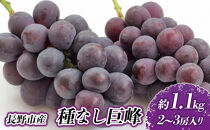 長野市産&nbsp;種なし巨峰&nbsp;約1.1kg【2026年9月中旬以降出荷分】&nbsp;|&nbsp;&nbsp;ぶどう&nbsp;巨峰&nbsp;種なし&nbsp;定番&nbsp;人気&nbsp;おすすめ&nbsp;葡萄&nbsp;ブドウ&nbsp;フルーツ&nbsp;果物&nbsp;&nbsp;濃厚&nbsp;ブルーム&nbsp;新鮮&nbsp;長野県&nbsp;長野市&nbsp;信州&nbsp;信濃&nbsp;ふるさと納税