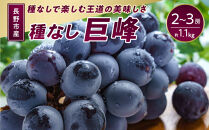 長野市産&nbsp;種なし巨峰&nbsp;約1.1kg【2026年9月中旬以降出荷分】&nbsp;|&nbsp;&nbsp;ぶどう&nbsp;巨峰&nbsp;種なし&nbsp;定番&nbsp;人気&nbsp;おすすめ&nbsp;葡萄&nbsp;ブドウ&nbsp;フルーツ&nbsp;果物&nbsp;&nbsp;濃厚&nbsp;ブルーム&nbsp;新鮮&nbsp;長野県&nbsp;長野市&nbsp;信州&nbsp;信濃&nbsp;ふるさと納税