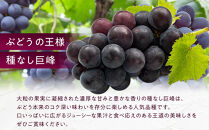 長野市産&nbsp;種なし巨峰&nbsp;約1.1kg【2026年9月中旬以降出荷分】&nbsp;|&nbsp;&nbsp;ぶどう&nbsp;巨峰&nbsp;種なし&nbsp;定番&nbsp;人気&nbsp;おすすめ&nbsp;葡萄&nbsp;ブドウ&nbsp;フルーツ&nbsp;果物&nbsp;&nbsp;濃厚&nbsp;ブルーム&nbsp;新鮮&nbsp;長野県&nbsp;長野市&nbsp;信州&nbsp;信濃&nbsp;ふるさと納税