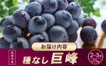 長野市産&nbsp;種なし巨峰&nbsp;約1.1kg【2026年9月中旬以降出荷分】&nbsp;|&nbsp;&nbsp;ぶどう&nbsp;巨峰&nbsp;種なし&nbsp;定番&nbsp;人気&nbsp;おすすめ&nbsp;葡萄&nbsp;ブドウ&nbsp;フルーツ&nbsp;果物&nbsp;&nbsp;濃厚&nbsp;ブルーム&nbsp;新鮮&nbsp;長野県&nbsp;長野市&nbsp;信州&nbsp;信濃&nbsp;ふるさと納税