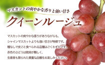 長野市産&nbsp;クイーンルージュ＆シャインマスカット&nbsp;1kg【2026年9月中旬以降出荷分】&nbsp;|&nbsp;&nbsp;ぶどう&nbsp;クイーンルージュ&nbsp;希少&nbsp;シャインマスカット&nbsp;人気&nbsp;おすすめ&nbsp;葡萄&nbsp;ブドウ&nbsp;フルーツ&nbsp;果物&nbsp;食べ比べ&nbsp;皮ごと&nbsp;種なし&nbsp;糖度&nbsp;ギフト&nbsp;プレゼント&nbsp;長野県&nbsp;長野市&nbsp;信州&nbsp;信濃&nbsp;ふるさと納税