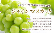 長野市産&nbsp;クイーンルージュ＆シャインマスカット&nbsp;1kg【2026年9月中旬以降出荷分】&nbsp;|&nbsp;&nbsp;ぶどう&nbsp;クイーンルージュ&nbsp;希少&nbsp;シャインマスカット&nbsp;人気&nbsp;おすすめ&nbsp;葡萄&nbsp;ブドウ&nbsp;フルーツ&nbsp;果物&nbsp;食べ比べ&nbsp;皮ごと&nbsp;種なし&nbsp;糖度&nbsp;ギフト&nbsp;プレゼント&nbsp;長野県&nbsp;長野市&nbsp;信州&nbsp;信濃&nbsp;ふるさと納税