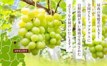 長野市産&nbsp;クイーンルージュ＆シャインマスカット&nbsp;1kg【2026年9月中旬以降出荷分】&nbsp;|&nbsp;&nbsp;ぶどう&nbsp;クイーンルージュ&nbsp;希少&nbsp;シャインマスカット&nbsp;人気&nbsp;おすすめ&nbsp;葡萄&nbsp;ブドウ&nbsp;フルーツ&nbsp;果物&nbsp;食べ比べ&nbsp;皮ごと&nbsp;種なし&nbsp;糖度&nbsp;ギフト&nbsp;プレゼント&nbsp;長野県&nbsp;長野市&nbsp;信州&nbsp;信濃&nbsp;ふるさと納税