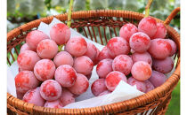 長野市産&nbsp;クイーンニーナ&nbsp;【秀品】2房