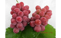 長野市産&nbsp;クイーンニーナ&nbsp;【秀品】2房