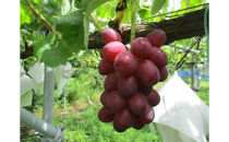長野市産&nbsp;クイーンルージュ&nbsp;【秀品】2房