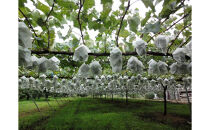 長野市産&nbsp;クイーンルージュ&nbsp;【秀品】2房