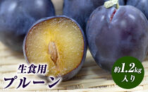 生食用プルーン約1.2kg【2026年8月中旬以降発送予定】&nbsp;|&nbsp;&nbsp;プルーン&nbsp;生食用&nbsp;完熟&nbsp;栄養豊富&nbsp;人気&nbsp;おすすめ&nbsp;フルーツ&nbsp;果物&nbsp;デザート&nbsp;ビタミン&nbsp;ミネラル&nbsp;食物繊維&nbsp;ポリフェノール&nbsp;健康&nbsp;美容&nbsp;ギフト&nbsp;プレゼント&nbsp;長野県&nbsp;長野市&nbsp;信州&nbsp;信濃&nbsp;ふるさと納税