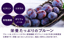 生食用プルーン約1.2kg【2026年8月中旬以降発送予定】&nbsp;|&nbsp;&nbsp;プルーン&nbsp;生食用&nbsp;完熟&nbsp;栄養豊富&nbsp;人気&nbsp;おすすめ&nbsp;フルーツ&nbsp;果物&nbsp;デザート&nbsp;ビタミン&nbsp;ミネラル&nbsp;食物繊維&nbsp;ポリフェノール&nbsp;健康&nbsp;美容&nbsp;ギフト&nbsp;プレゼント&nbsp;長野県&nbsp;長野市&nbsp;信州&nbsp;信濃&nbsp;ふるさと納税