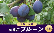 生食用プルーン約1.2kg【2026年8月中旬以降発送予定】&nbsp;|&nbsp;&nbsp;プルーン&nbsp;生食用&nbsp;完熟&nbsp;栄養豊富&nbsp;人気&nbsp;おすすめ&nbsp;フルーツ&nbsp;果物&nbsp;デザート&nbsp;ビタミン&nbsp;ミネラル&nbsp;食物繊維&nbsp;ポリフェノール&nbsp;健康&nbsp;美容&nbsp;ギフト&nbsp;プレゼント&nbsp;長野県&nbsp;長野市&nbsp;信州&nbsp;信濃&nbsp;ふるさと納税