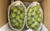 長野市産シャインマスカット2房（約1kg）【2026年9月中旬以降の出荷分】（本気農場いけだ）