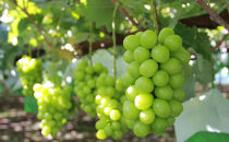 長野市産シャインマスカット3～4房（約2kg）【2026年9月中旬以降の出荷分】（本気農場いけだ）