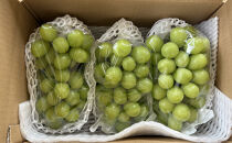 長野市産シャインマスカット3～4房（約2kg）【2026年9月中旬以降の出荷分】（本気農場いけだ）