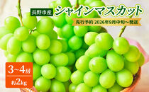 長野市産シャインマスカット3～4房（約2kg）【2026年9月中旬以降の出荷分】（本気農場いけだ）