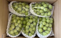 長野市産シャインマスカット5房（約2.8kg）【2026年9月中旬以降の出荷分】（本気農場いけだ）