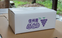 長野市産シャインマスカット5房（約2.8kg）【2026年9月中旬以降の出荷分】（本気農場いけだ）