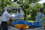 【先行予約】桃4kg(長野市川中島の桃農家を応援プロジェクト)【2026年7月下旬以降出荷分】