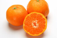 [先行予約]［濃厚・まろやか］有田産樹上越冬完熟みかん大玉約5kg（3L・4Lサイズ・秀優混合品）★2027年1月下旬頃より順次発送