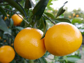 ※先行予約・2026年3月下旬発送開始予定※&nbsp;秀品&nbsp;春峰&nbsp;5kg&nbsp;L～3Lサイズお任せ