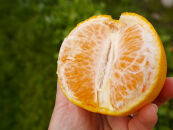 ※先行予約・2026年3月下旬発送開始予定※&nbsp;秀品&nbsp;春峰&nbsp;10kg&nbsp;L～3Lサイズお任せ