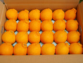 ※先行予約・2026年3月下旬発送開始予定※&nbsp;不知火&nbsp;Lサイズ&nbsp;24玉&nbsp;約5kg&nbsp;秀品