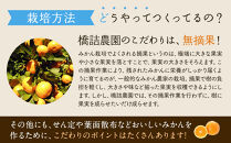 ※先行予約・2026年3月下旬発送開始予定※&nbsp;不知火&nbsp;Lサイズ&nbsp;24玉&nbsp;約5kg&nbsp;秀品