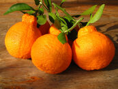 ※先行予約・2026年3月下旬発送開始予定※&nbsp;不知火&nbsp;2Lサイズ&nbsp;20玉&nbsp;約5kg&nbsp;秀品