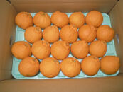 ※先行予約・2026年3月下旬発送開始予定※&nbsp;不知火&nbsp;2Lサイズ&nbsp;20玉&nbsp;約5kg&nbsp;秀品