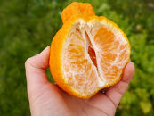 ※先行予約・2026年3月下旬発送開始予定※&nbsp;不知火&nbsp;3Lサイズ&nbsp;18玉&nbsp;約5kg&nbsp;秀品