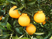 ※先行予約・2026年3月下旬発送開始予定※&nbsp;不知火&nbsp;3Lサイズ&nbsp;18玉&nbsp;約5kg&nbsp;秀品