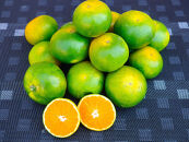 ※先行予約・2026年9月下旬発送開始予定※&nbsp;和歌山産&nbsp;極早生みかん&nbsp;5kg&nbsp;3S～Sサイズおまかせ&nbsp;［YN-26］橋詰農園