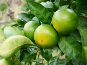 ※先行予約・2026年9月下旬発送開始予定※&nbsp;和歌山産&nbsp;極早生みかん&nbsp;5kg&nbsp;3S～Sサイズおまかせ&nbsp;［YN-26］橋詰農園