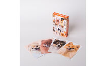 もふもふポメラニアンが大集合！ポメあわせ