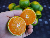 ※先行予約・2026年9月下旬発送開始予定※&nbsp;和歌山産&nbsp;極早生みかん&nbsp;10kg&nbsp;3S～Sサイズおまかせ&nbsp;［YN-26］&nbsp;橋詰農園