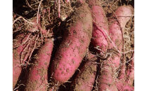 干し芋400ｇ（200g×2袋）自然栽培のべにはるか