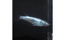 サブマリーナー（メダカ）1ペア&nbsp;メダカ屋えん&nbsp;横浜市